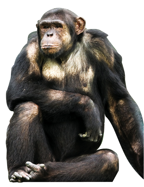 Darwin - ape.jpg